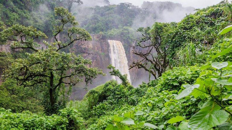 Forest waterfall